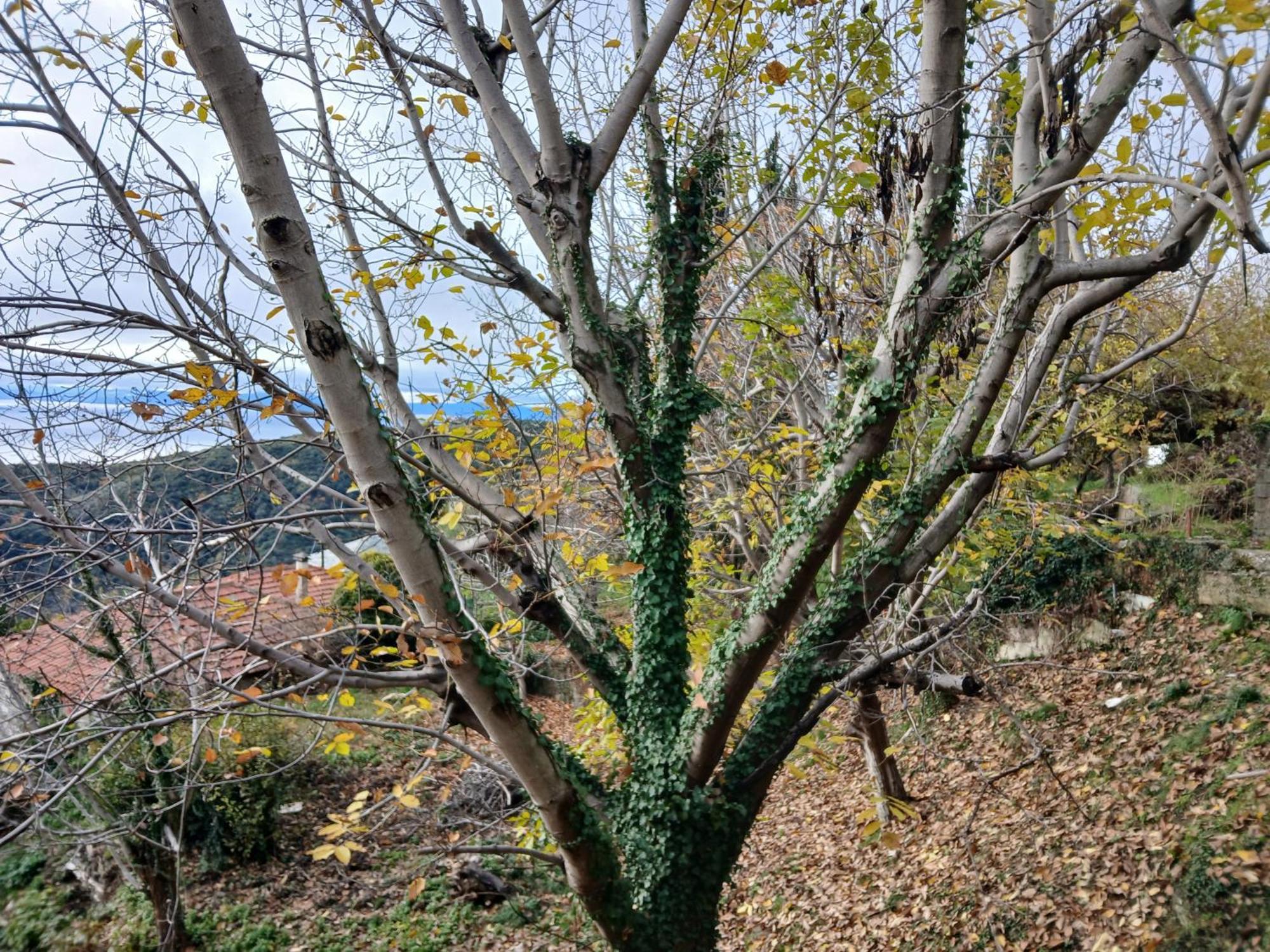 Вилла Mountain And Sea View Милея Экстерьер фото